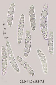 Thuemenidium atropurpureum