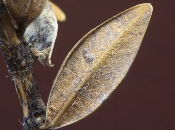 Pseudonectria buxi