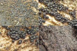 Chaetosphaeria innumera