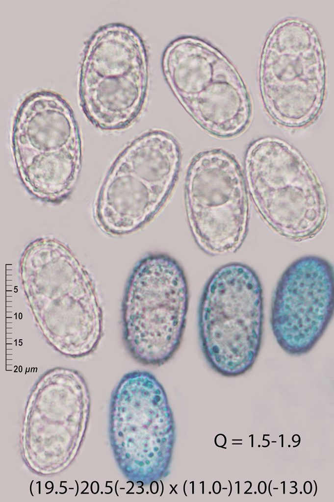 Humaria Np Humaria hemisphaerica (F.H. Wigg.) Fuckel • CEMAS