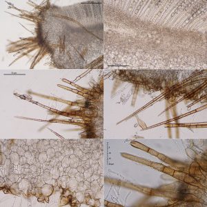 Humaria hemisphaerica (F.H. Wigg.) Fuckel • CEMAS