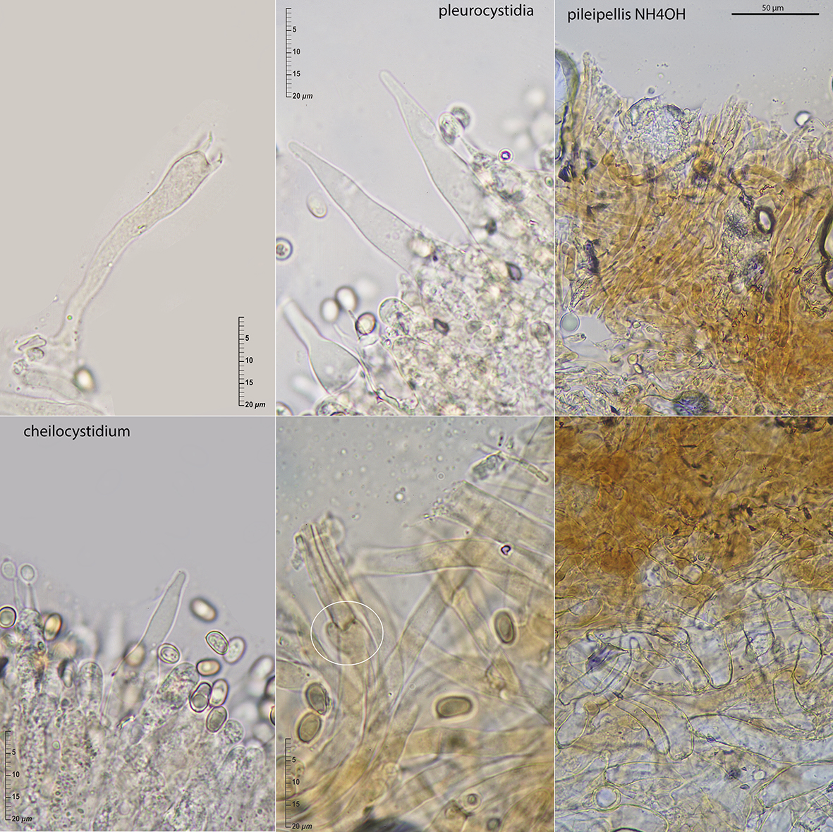 Paxillus adelphus J.-P. Chaumeton, Gryta, Jargeat & P.-A. Moreau
