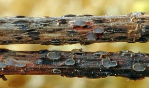 Pyrenopeziza petiolaris