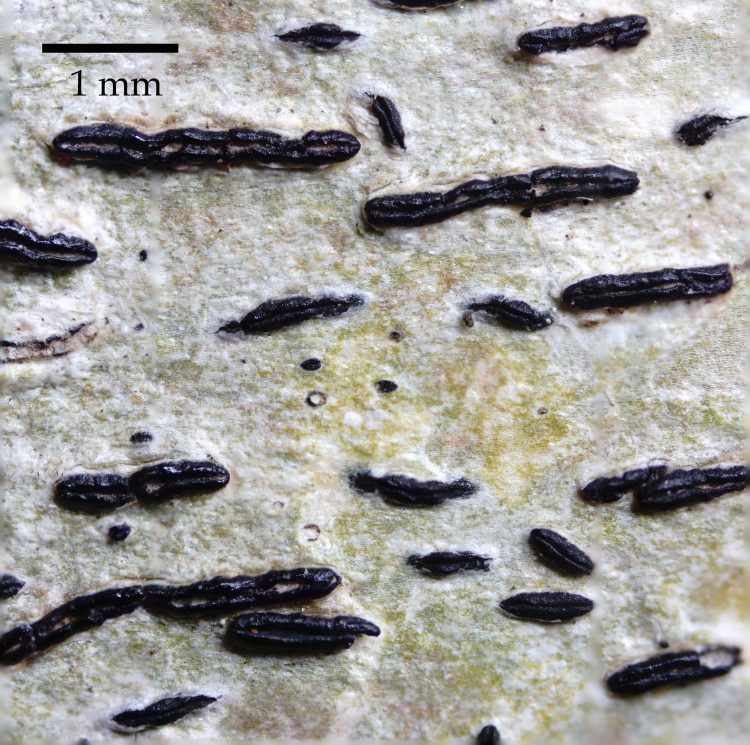 Perithecia In Graphis Scripta Graphis scripta (L.) Ach. • CEMAS • Orden Ostropales
