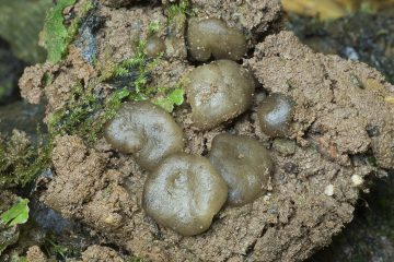 Psilopezia nummularia