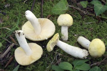 Russula vitellina