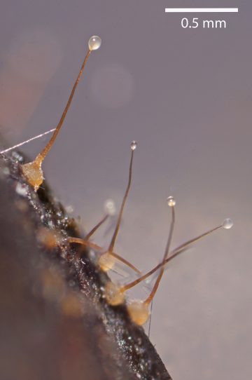 Sphaeronaemella fimicola