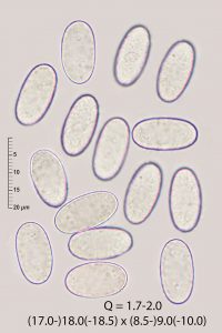Aleurina tenuiverrucosa