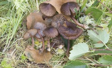 Inocybe acuta