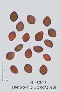 Panaeolus reticulatus