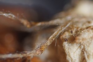 Torrubiella arachnophila