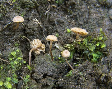 Tubaria minutalis