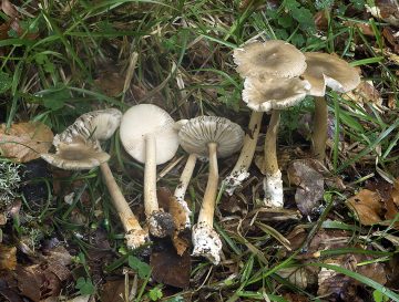 Amanita battarrae