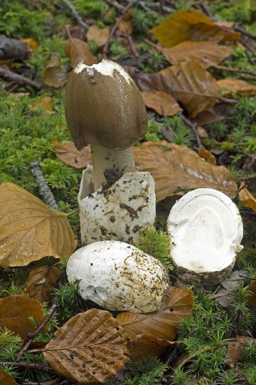 Amanita pachyvolvata
