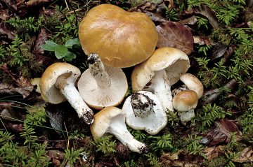 Cortinarius turmalis