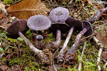 Cortinarius violaceus
