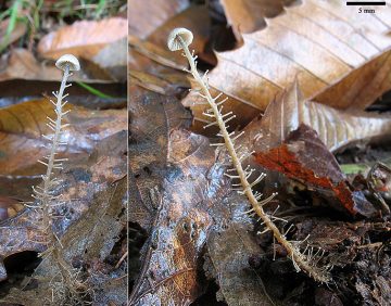 Dendrocollybia