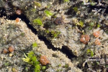 Geonectria subalpina