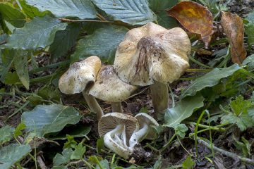 Inocybe erinaceomorpha