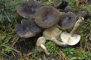 Lactarius picinus