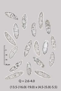 Micropeziza umbrinella