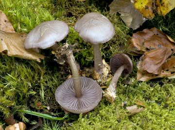 Mycena pelianthina