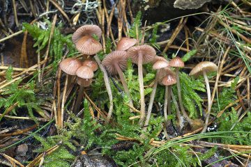 Mycena rosella