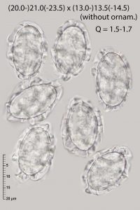Scutellinia pseudotrechispora
