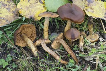 Cortinarius croceus