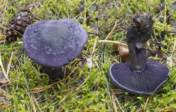 Cortinarius harcynicus