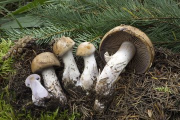 Cortinarius variecolor
