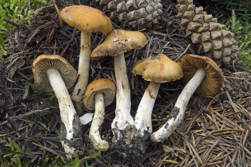 Cortinarius vibratilis