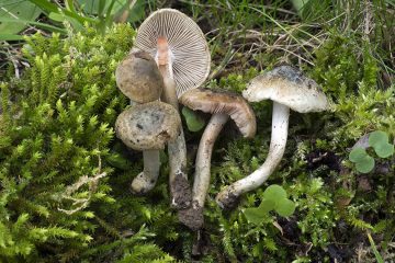 Inocybe haemacta