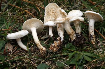 Leucopaxillus cerealis