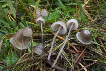 Mycena capillaripes