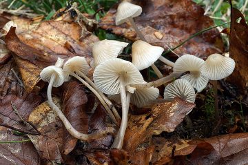 Mycena fagetorum
