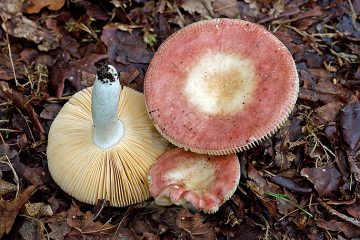 Russula decipiens