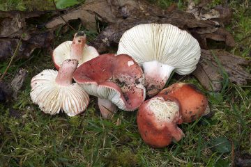 Russula lepida