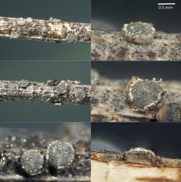 Schizoxylon compositum