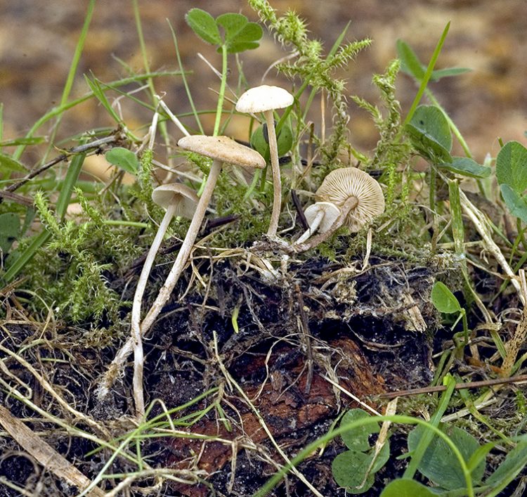 Baeospora myosura