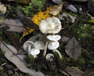 Inocybe geophylla