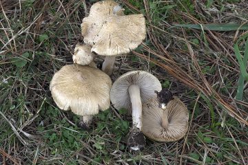 Inocybe sindonia