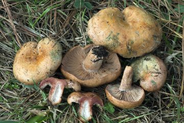 Lactarius vinosus