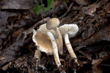 Lepiota poliochloodes