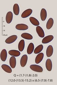 Psathyrella potteri