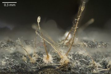 Sphaeronaemella raphani