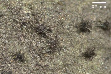 Trichomerium ornatum