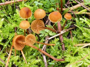 Galerina caulocystidiata