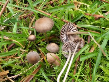 Mycena metata