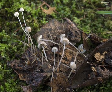 Mycena querciphila